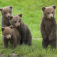 Buy canvas prints of Brown Bear Cubs by Arterra 
