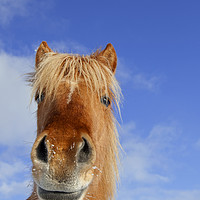 Buy canvas prints of Icelandic Horse by Arterra 