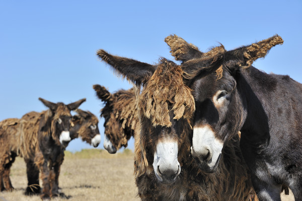 Poitou Donkeys in Field Picture Board by Arterra 