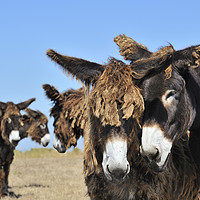 Buy canvas prints of Poitou Donkeys in Field by Arterra 