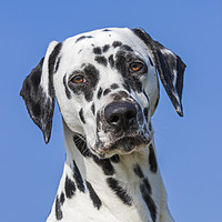 Buy canvas prints of Dalmation by Arterra 