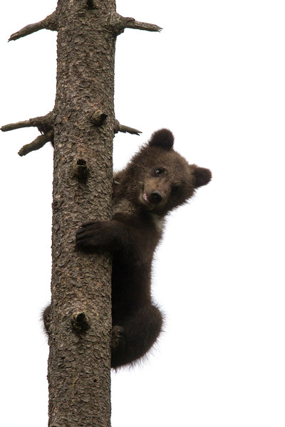 Brown Bear Cub in Tree Picture Board by Arterra 