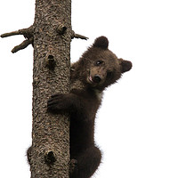 Buy canvas prints of Brown Bear Cub in Tree by Arterra 