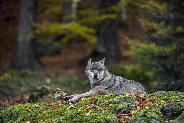 Wolf in Forest Picture Board by Arterra 