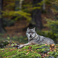 Buy canvas prints of Wolf in Forest by Arterra 