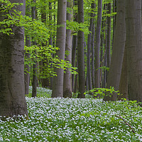 Buy canvas prints of Wood Garlic in Beech Forest by Arterra 