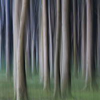 Buy canvas prints of Ghost Wood by Arterra 