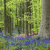 Buy canvas prints of Bluebells in Spring Forest by Arterra 