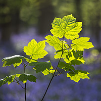 Buy canvas prints of Sycamore maple in Spring by Arterra 