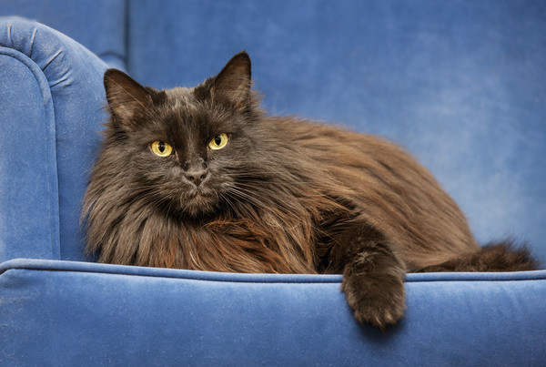 Black Persian Longhair Cat in Sofa Picture Board by Arterra 