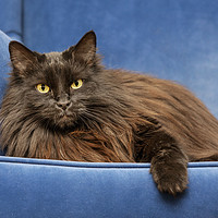 Buy canvas prints of Black Persian Longhair Cat in Sofa by Arterra 