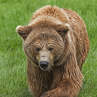 Buy canvas prints of Brown Bear in Meadow by Arterra 