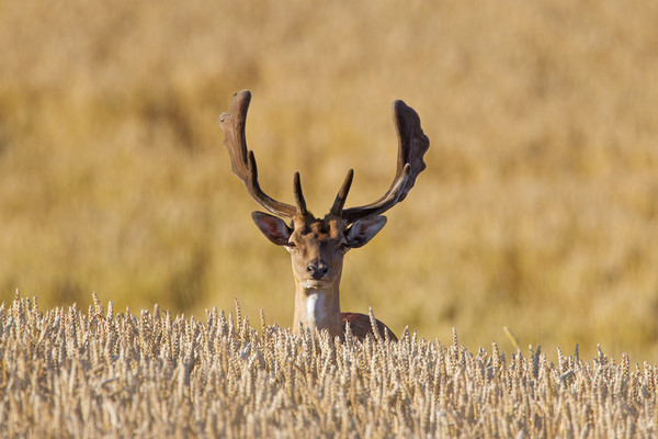 Fallow deer in Wheat Field Picture Board by Arterra 