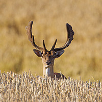 Buy canvas prints of Fallow deer in Wheat Field by Arterra 