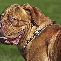 Buy canvas prints of Dogue de Bordeaux Dog by Arterra 