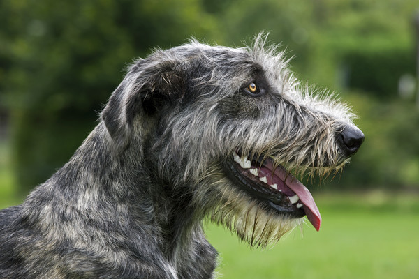 Irish Wolfhound Picture Board by Arterra 