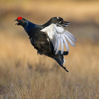 Buy canvas prints of Black Grouse by Arterra 