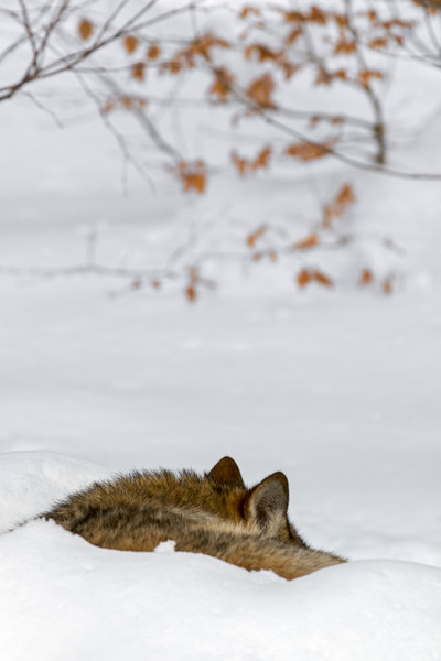 Sleeping Wolf in Winter Picture Board by Arterra 