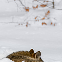 Buy canvas prints of Sleeping Wolf in Winter by Arterra 