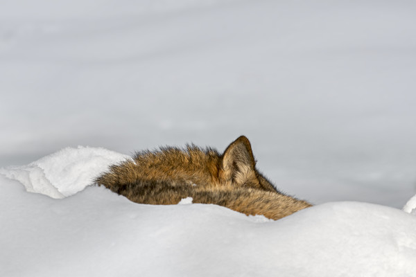 Sleeping Wolf in the Snow Picture Board by Arterra 