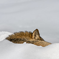 Buy canvas prints of Sleeping Wolf in the Snow by Arterra 