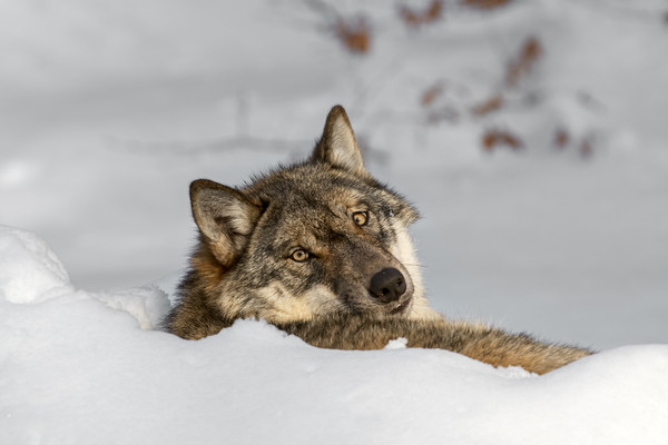 Lonely Wolf Resting in the Snow Picture Board by Arterra 