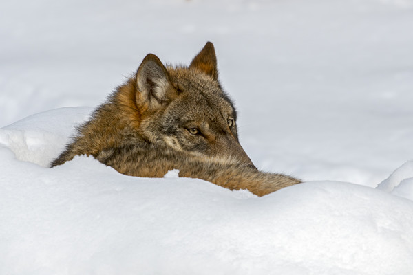Lone Wolf in Winter Picture Board by Arterra 