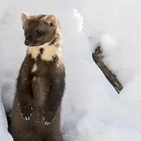 Buy canvas prints of Curious Pine Marten in the Snow by Arterra 