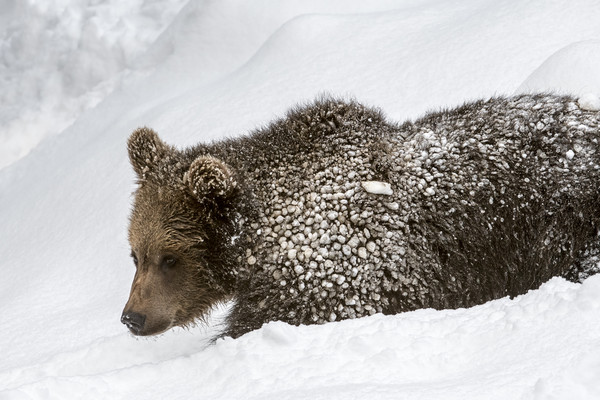 Brown Bear Cub in the Snow Picture Board by Arterra 
