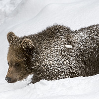 Buy canvas prints of Brown Bear Cub in the Snow by Arterra 