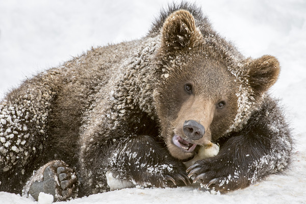 Brown Bear Cub Chewing Bone Picture Board by Arterra 