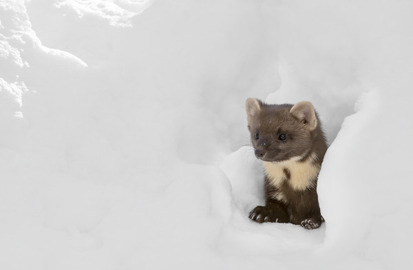 Curious Pine Marten in the Snow Picture Board by Arterra 