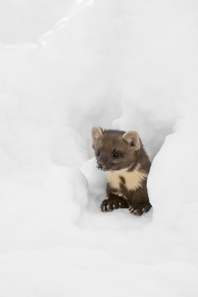 Pine Marten Hunting in the Snow Picture Board by Arterra 