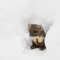 Buy canvas prints of Pine Marten Hunting in the Snow by Arterra 