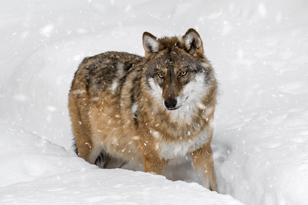 Wolf in the Snow in Winter Picture Board by Arterra 
