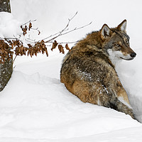 Buy canvas prints of Wolf Hunting in the Snow in Winter by Arterra 