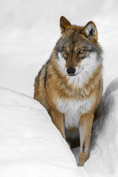 Wolf in the Snow in Winter Picture Board by Arterra 