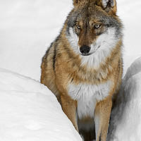 Buy canvas prints of Wolf in the Snow in Winter by Arterra 
