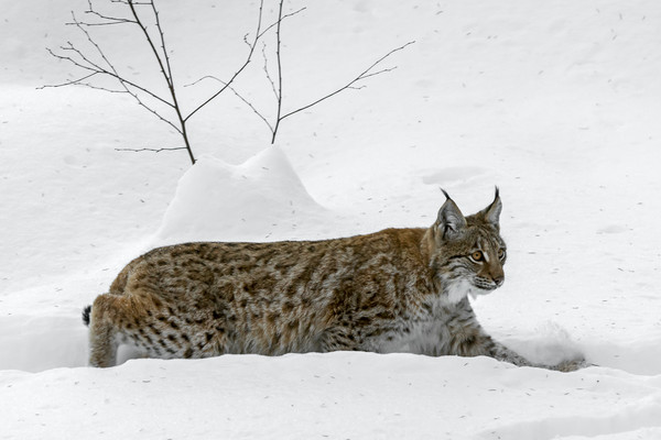 Lynx Hunting in the Snow in Winter Picture Board by Arterra 