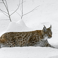 Buy canvas prints of Lynx Hunting in the Snow in Winter by Arterra 