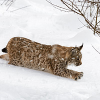 Buy canvas prints of Young Lynx Hunting in the Snow in Winter by Arterra 