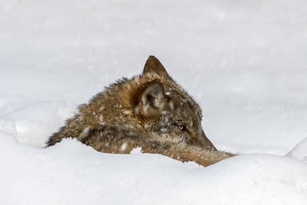 Wolf Resting in the Snow in Winter Picture Board by Arterra 
