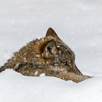 Buy canvas prints of Wolf Resting in the Snow in Winter by Arterra 