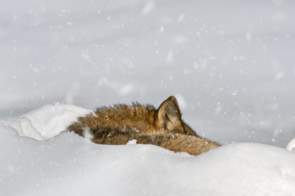 Wolf Sleeping in the Snow in Winter Picture Board by Arterra 