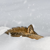 Buy canvas prints of Wolf Sleeping in the Snow in Winter by Arterra 