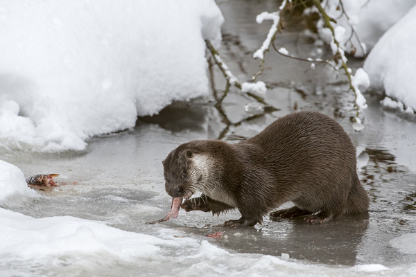Otter Eating Fish in Winter Picture Board by Arterra 