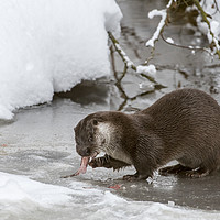 Buy canvas prints of Otter Eating Fish in Winter by Arterra 
