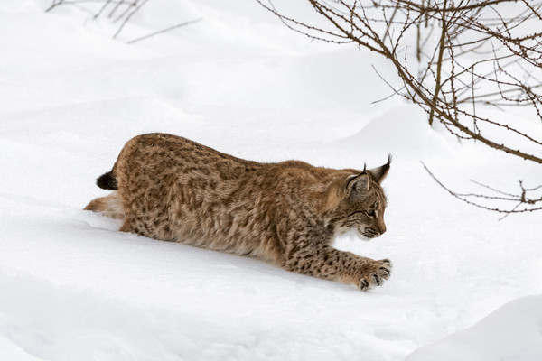 Young Lynx in the Snow in Winter Picture Board by Arterra 