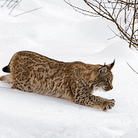 Buy canvas prints of Young Lynx in the Snow in Winter by Arterra 