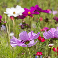 Buy canvas prints of Colourful Wildflowers by Arterra 